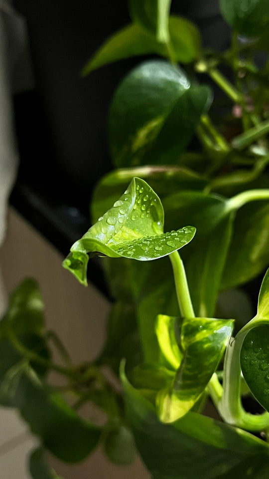 How to Get Rid of Musty Smell in Your Room During Monsoon – 5 Natural Fixes